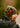VT Topo Butterfly Skully Beanie