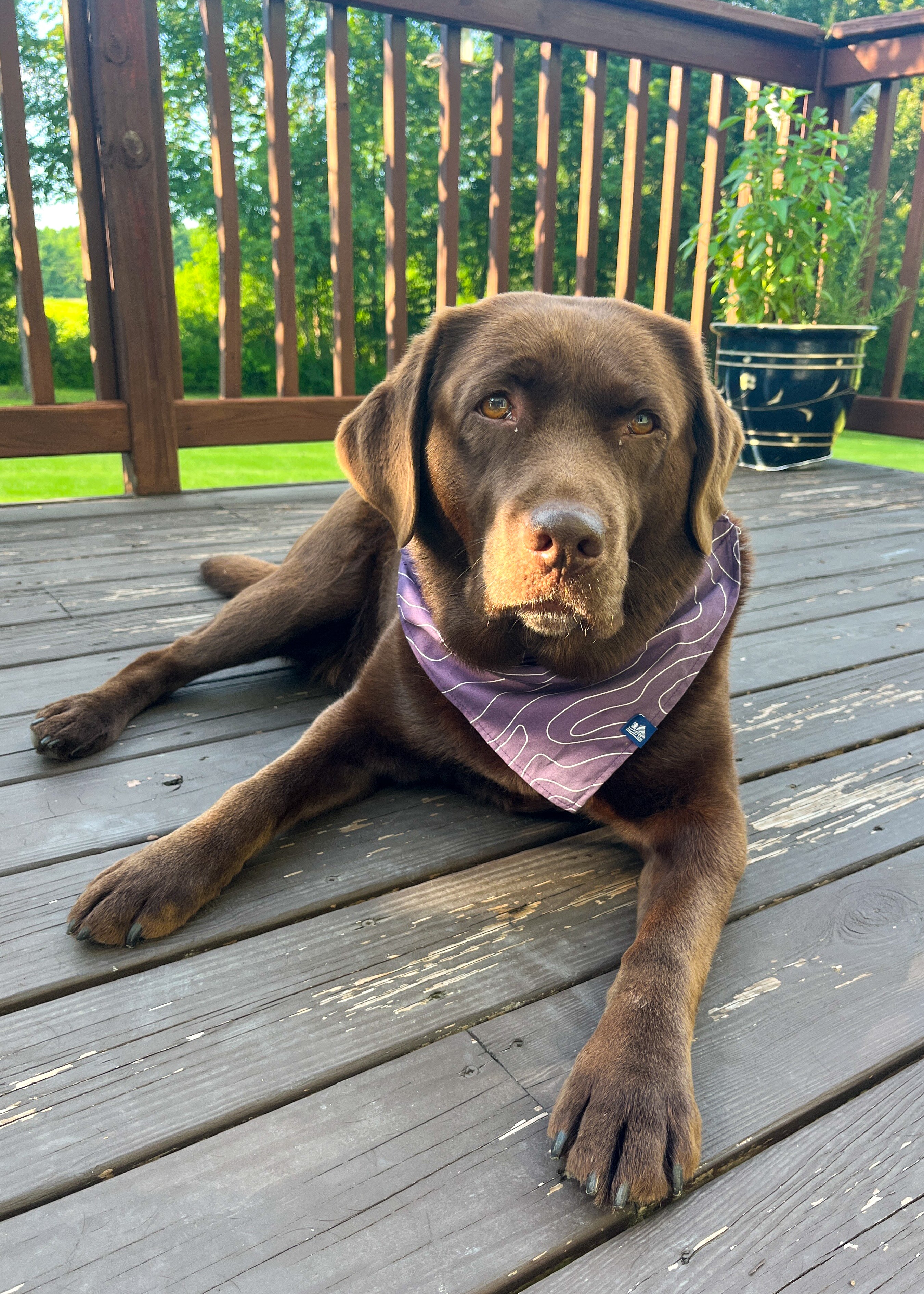 Pet Bandana