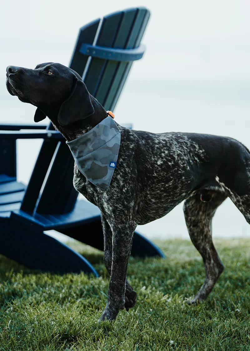 Pet Bandana